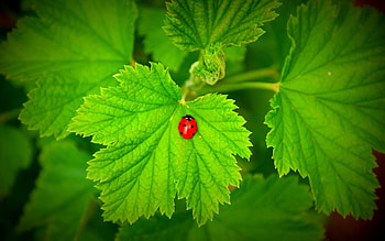 Grass, Leaves, Plant, Macro, Ladybug, Ladybird HD wallpaper