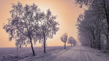 Winter, Nature, Trees, Snow, Road, Fog HD wallpaper