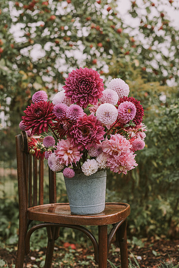 Flowers, Pink, Chair, Bouquet, Composition, Pot HD phone wallpaper