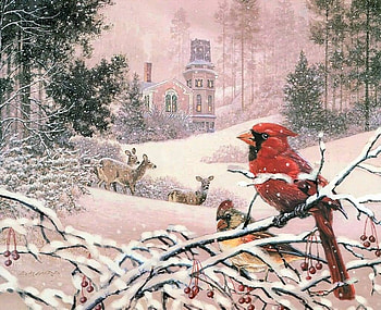 red cardinal, birds, snow, cardinals, red HD wallpaper