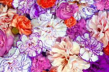 Carnations, carnation, flower, garoafe, purple, white, orange HD wallpaper