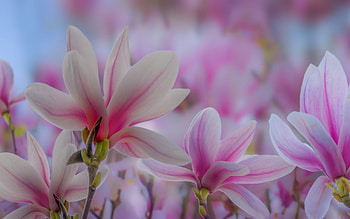 Chinese magnolia plants, Deciduous tree's beauty, Vibrant flowers, Stunning shades HD wallpaper