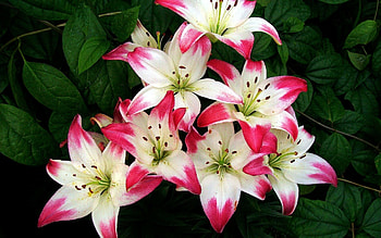 Lily , Lovely design, Stunning pattern, Beautiful background HD wallpaper