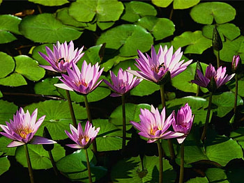 flowas!, none HD wallpaper