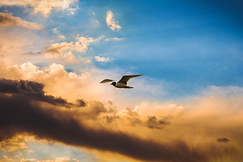 Animals, Sky, Clouds, Bird, Flight HD wallpaper