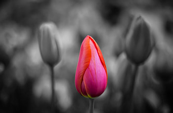 Tulips, Flowers, Nature, Tulip, Flower HD wallpaper