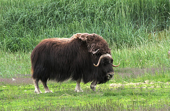 Ox, Cattle with horns, Animal ry, Nature's beauty HD wallpaper