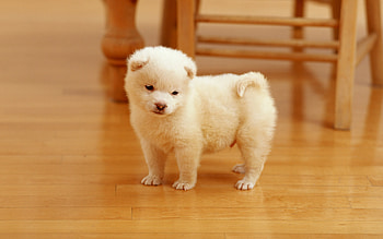 Cutest puppy , Sweet innocence, Endearing pose, Heartwarming charm HD wallpaper