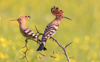 Hoopoes, two, branch, birds HD wallpaper
