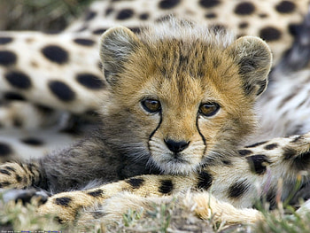 Animals, Cheetah HD wallpaper