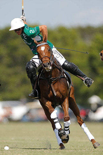 Polo inspiration, Cheval questre, quitation passion HD phone wallpaper
