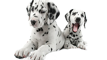 Two Spotted Friends, pets, dogs, puppies, nature, cute animals HD wallpaper