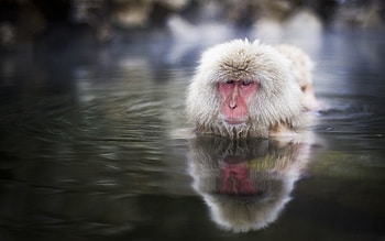 Animals, Water, Muzzle, To Swim, Swim, Japanese Macaque HD wallpaper