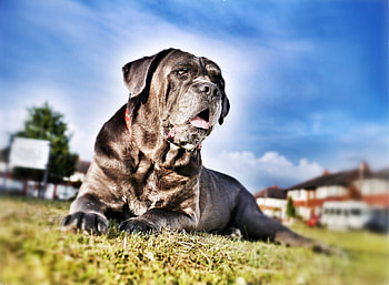 Animals, Grass, Dog, Muzzle, r, Cane Corso, Kane Corso HD wallpaper