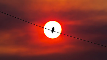 Bird Silhouette Sunset , bird, silhouette, artist, artwork, digital-art HD wallpaper