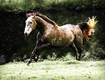 to be, horse, galloping, , trees, brown and white HD wallpaper