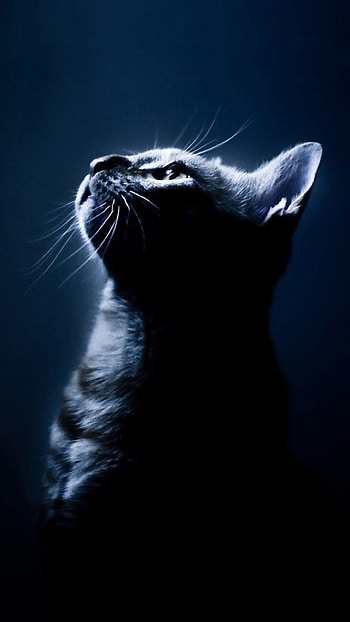 Heavenly Cat HD phone wallpaper
