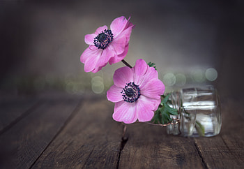 Close up, pink anemone, beautiful HD wallpaper