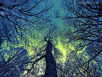 Branches, trees, cool, beauty of nature HD wallpaper