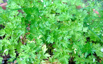 Top 10 Italian herbs, Prezzemolo Toscana Mia Blog HD wallpaper