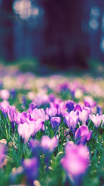 Flower, Purple Flowers HD phone wallpaper