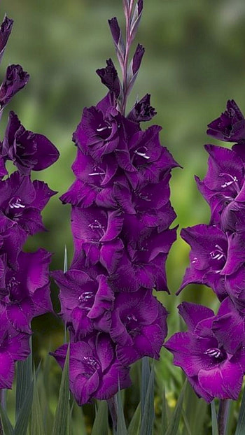 Gladioli, Purple Gladioli, Purple HD phone wallpaper