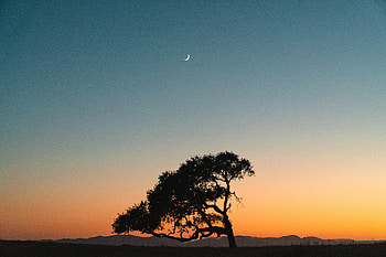 Nature, Sunset, Sky, Moon, Wood, Tree HD wallpaper