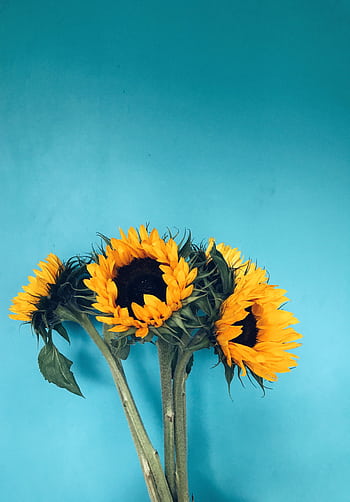 Bright sunflowers with green leaves on a vivid blue background. Perfect summer floral . HD phone wallpaper