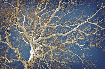 Trees, White Bark, Tree Artwork, Winter Nature HD wallpaper