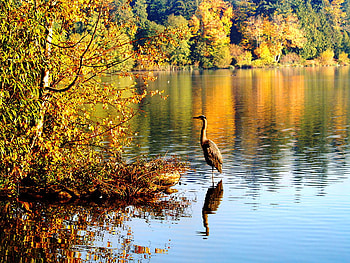 Autumn, beautiful, nature, lake HD wallpaper