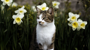 Cat, animal, pet, feline HD wallpaper