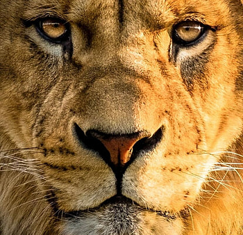 Lion, animal, skin, big cat, eyes, harsh taggar, face, orange, leu HD wallpaper