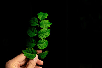 Plant, Macro, Hand, Sheet, Leaf, Branch HD wallpaper