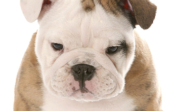 Animals, Dog, Muzzle, Sadness, Sight, Opinion, Puppy, Sorrow HD wallpaper