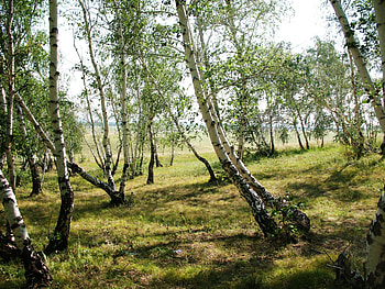 Landscape, Nature, Trees, Birches, Forest HD wallpaper