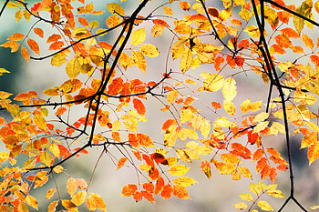 Nature, Autumn, Leaves, Macro, Branches HD wallpaper