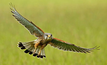 Animals, Bird, Flight, Wings, Wave, Sweep, Kestrel HD wallpaper