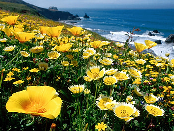Plants, Landscape, Flowers HD wallpaper