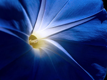 Morning glory, blue, white, skin, flower, macro HD wallpaper