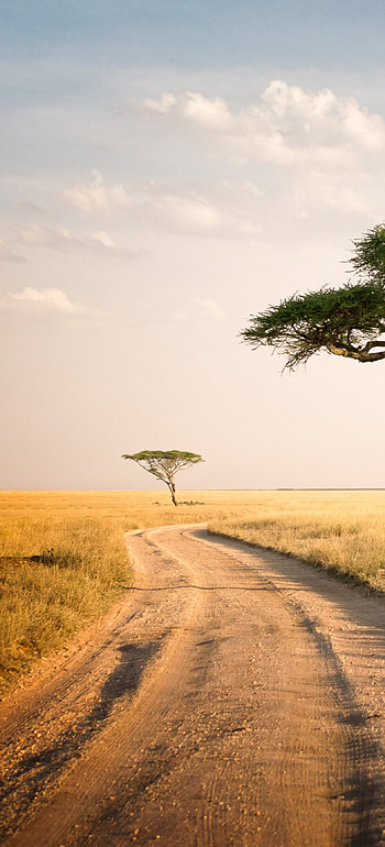 Serengeti National Park, Man-made path, Wildlife conservation, Natural landscapes HD phone wallpaper
