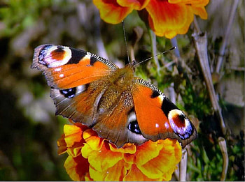 Butterfly, Beautifulll, Colorfulll, Animal HD wallpaper