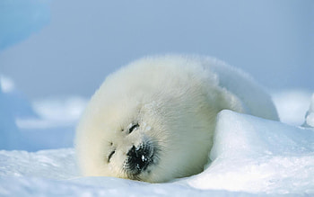 Animals, Snow, Sleep, Seal HD wallpaper