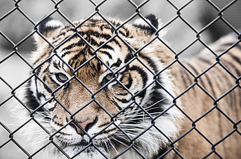 Animals, Muzzle, Grid, Fence, Tiger HD wallpaper