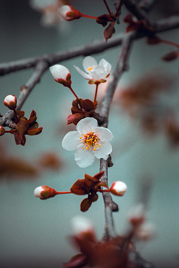 White flower, cherry blossom, tree branch HD phone wallpaper