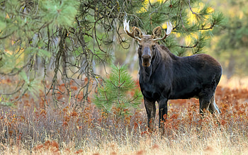 Moose, antlers, animal, forest HD wallpaper