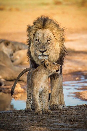 Animals, Young, Lion, Big Cat, Family, Joey, Lion Cub HD phone wallpaper