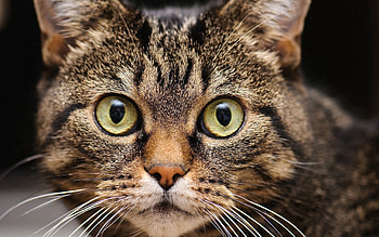 Animals, Cat, Muzzle, Eyes, Sight, Opinion, Mustache, Moustache HD wallpaper