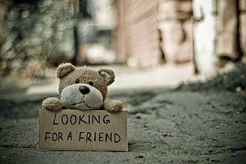A plush teddy bear holding a sign 'Looking for a Friend', evoking themes of loneliness and companionship. HD wallpaper