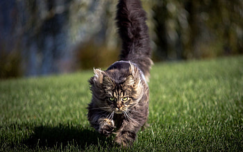 Animals, Grass, Cat, Run, Run Away, Wind HD wallpaper