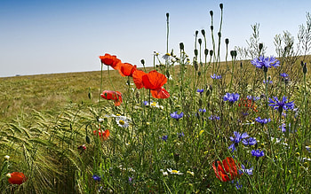 Flowers by Cornfield, poppies, cornflowers, cornfield, Poland HD wallpaper